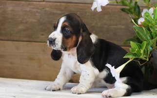 Black Tan And White Colored Welcome Home Bassets Basset Hound for Pinehurst, ID