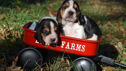 Black Tan and White Colored Bar H Farms