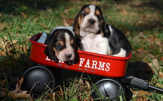 Black Tan and White Colored Bar H Farms Basset Hound for Harwood, MO