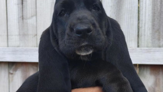 Black Colored MGA Basset Hound