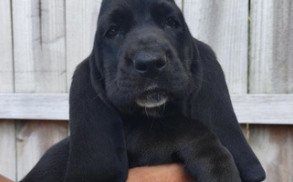 Black Colored MGA Basset Hound Basset Hound for Newton Grove, NC