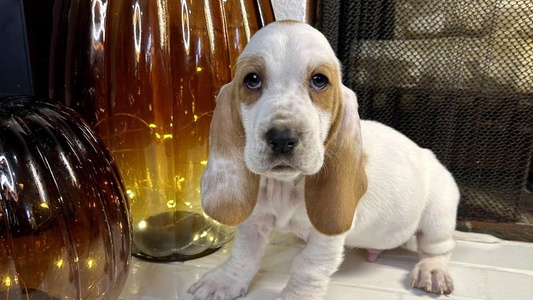 Red and White Colored Sweet LaythStone Basset Hound