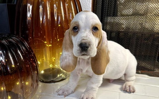 Red and White Colored Sweet LaythStone Basset Hound Basset Hound for Winston-Salem, NC