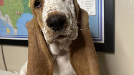 Red And White Colored Charli Rose & Co Basset Hounds