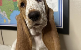 Red And White Colored Charli Rose & Co Basset Hounds Basset Hound for Oglethorpe, GA