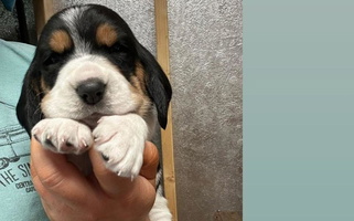 Black Brown And White Colored Fancy Hounds Basset Hound for Kendall, FL