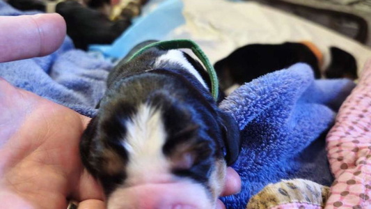 Black Tan And White Colored Marvel-ous baby basset hounds