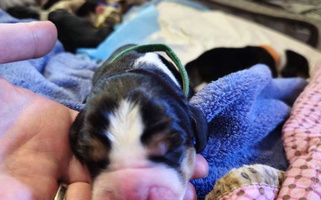 Black Tan And White Colored Marvel-ous baby basset hounds Basset Hound for Boise, ID