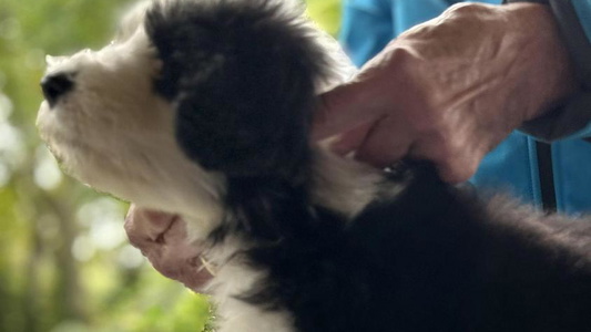 Black and White Colored Beloved Bearded & Border Collies