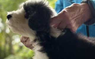 Black and White Colored Beloved Bearded & Border Collies Bearded Collie for Lansdowne, PA