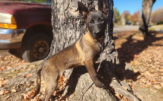 Mahogany Colored Forever Family K9 Belgian Malinois for Elizabethton, TN