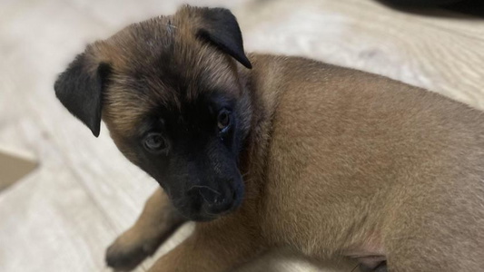 Sable Colored Cute Morning Star Malinois