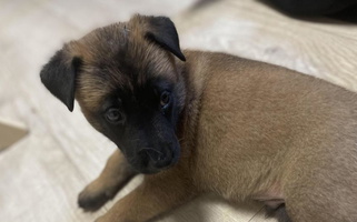 Sable Colored Cute Morning Star Malinois Belgian Malinois for Portsmouth, VA