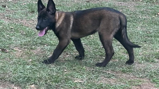 Black Colored Sweet Bayou State Malinois