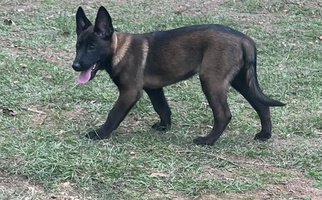 Black Colored Sweet Bayou State Malinois Belgian Malinois for St. Martinville, LA