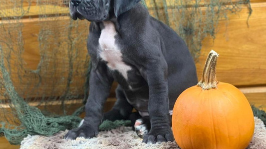 Black Colored Teeds Dane Ranch Great Dane