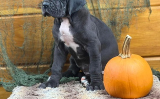 Black Colored Teeds Dane Ranch Great Dane Great Dane for McBain, MI