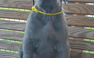 Blue Colored Cute Marquis Danes Great Dane for Hempstead, TX