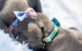 Blue Colored Blaue Weide Danes Great Dane for Canyon Lake, TX