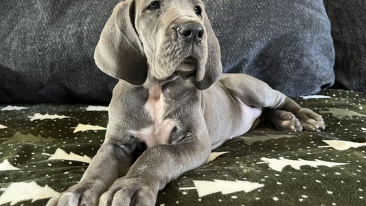 Blue Colored Sweet Northern Soul Great Danes