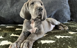 Blue Colored Sweet Northern Soul Great Danes Great Dane for Waseca, MN