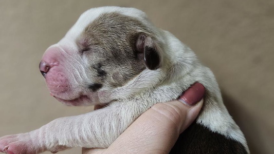 Chocolate And White Colored Divergent Great Danes & Yorkshire Terriers