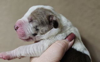 Chocolate And White Colored Divergent Great Danes & Yorkshire Terriers Great Dane for Clermont, FL