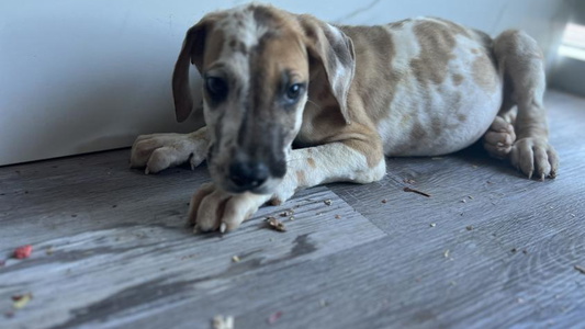 Fawn Colored Ballistic Danes & Dachshunds