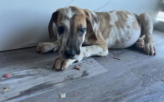 Fawn Colored Ballistic Danes & Dachshunds Great Dane for Fort Myers, FL