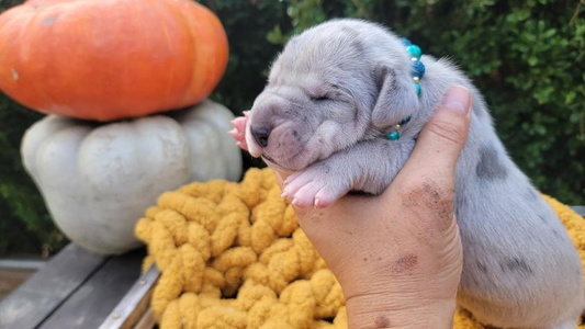 Merle Colored HCR Great Danes