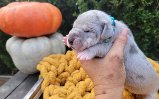 Merle Colored HCR Great Danes Great Dane for Granby, MO