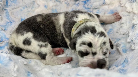 Harlequin Colored Noctua Kennels Great Dane