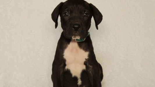 Black Colored Diamond Ridge Great Danes