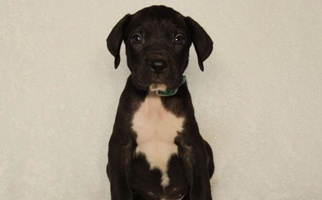 Black Colored Diamond Ridge Great Danes Great Dane for Dawson Springs, KY