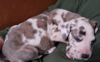 Limestone Farm Danes Great Dane for Rockford, IL