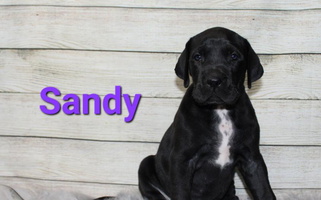 Black Colored Victory Danes Great Dane for Holt, MI