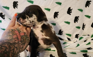 Black Colored Blackforest Kennel Great Dane Great Dane for Camano, WA