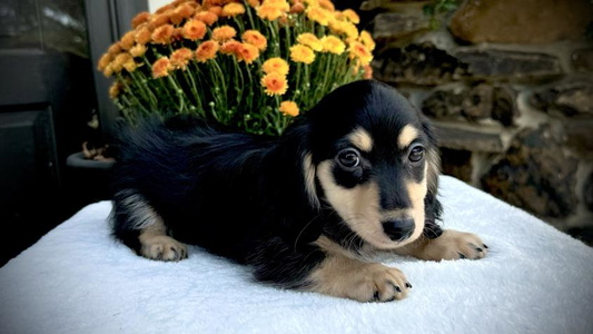 Black & Cream Colored Bountiful Dachshunds