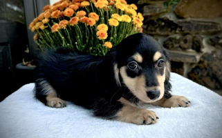 Black & Cream Colored Bountiful Dachshunds Dachshund for Birmingham, AL