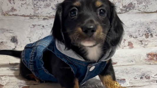 Black and Tan Colored Amy’s Mini Doxies