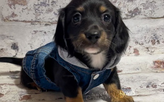 Black and Tan Colored Amy’s Mini Doxies Dachshund for Jena, LA