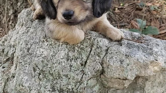 Cream Colored Dandy Dachshund