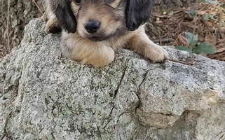 Cream Colored Dandy Dachshund Dachshund for Youngsville, LA