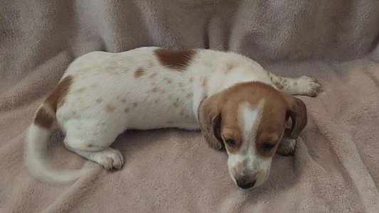 Cream Colored Mary's Mini Dachshunds