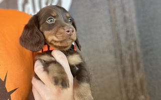 Chocolate And Tan Colored Cuddles n Curls Dachshund for Nashville, AR