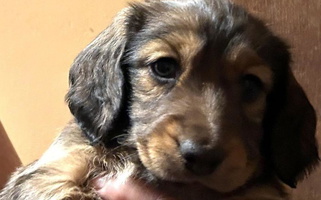 Chocolate And Cream Colored BB's Dotsies Dachshund for Laurel, MS