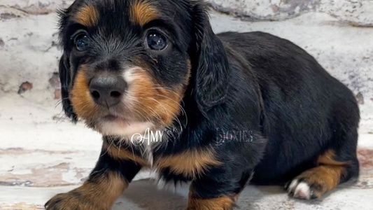 Black And Tan Colored Amy’s Mini Doxies