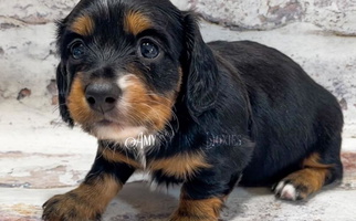 Black And Tan Colored Amy’s Mini Doxies Dachshund for Jena, LA