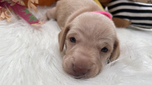 Cream Colored White's Mississippi Doxies