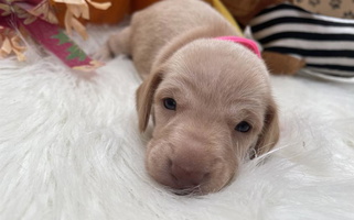 Cream Colored White's Mississippi Doxies Dachshund for Sardis, MS